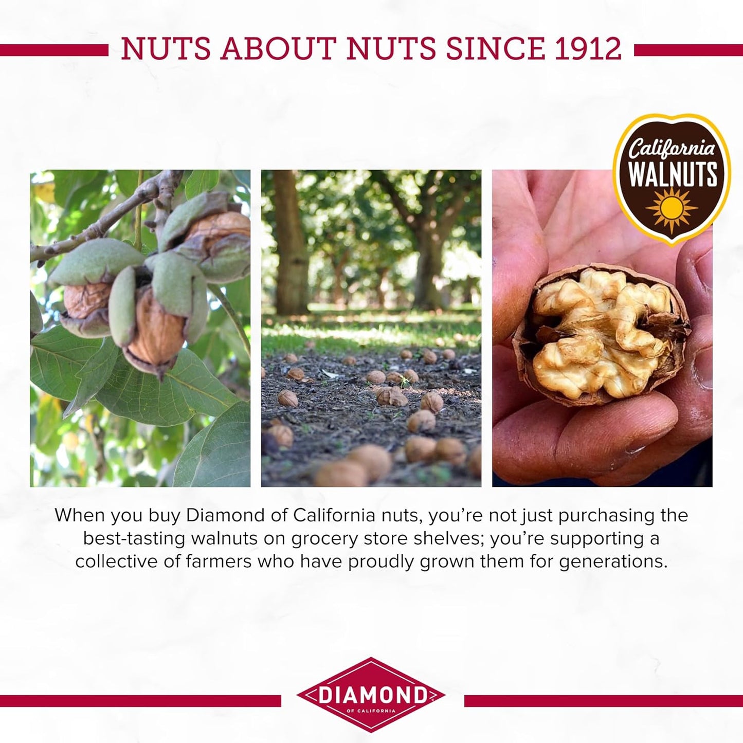 walnut base providing omega-3 ala and plant protein