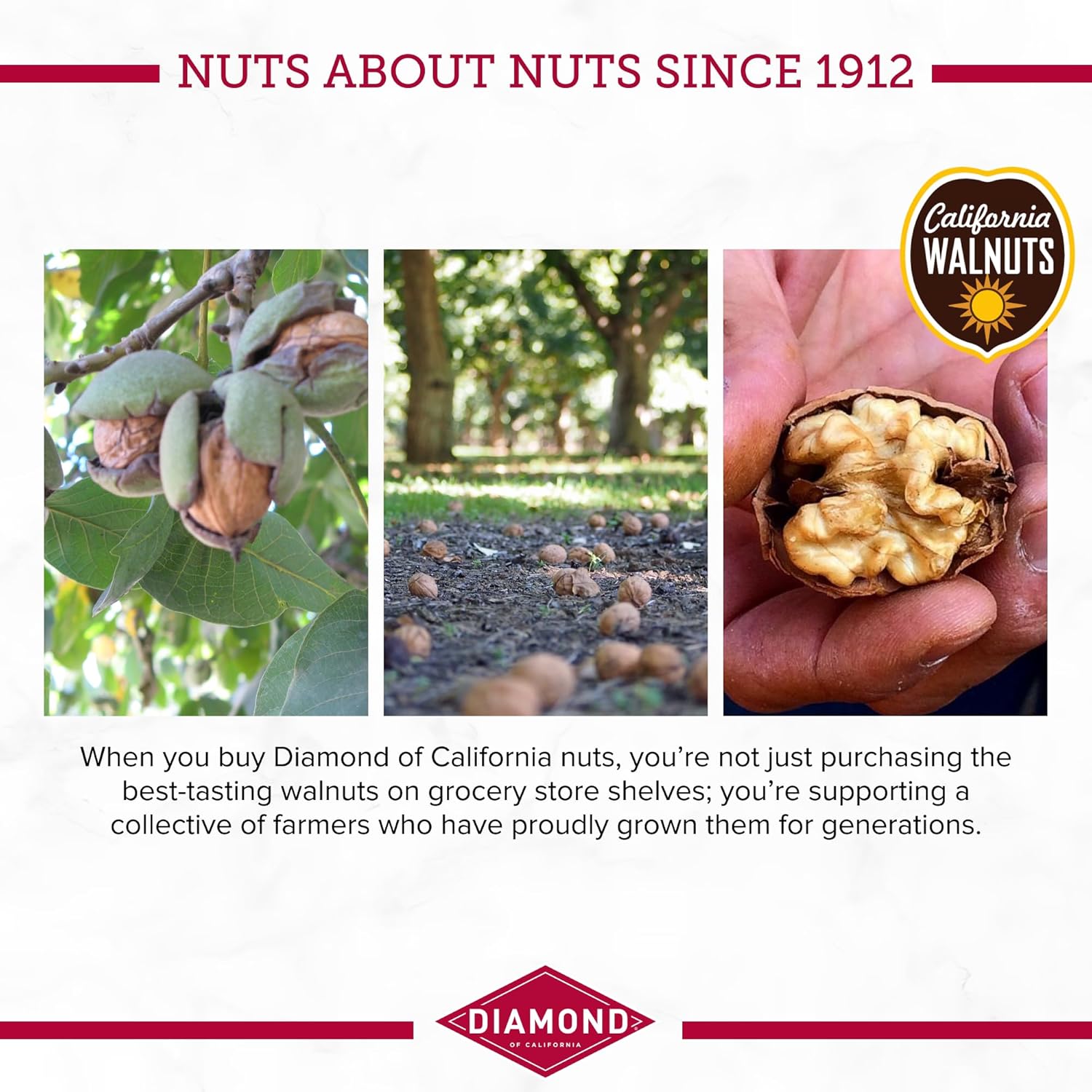 walnut base providing omega-3 ala and plant protein